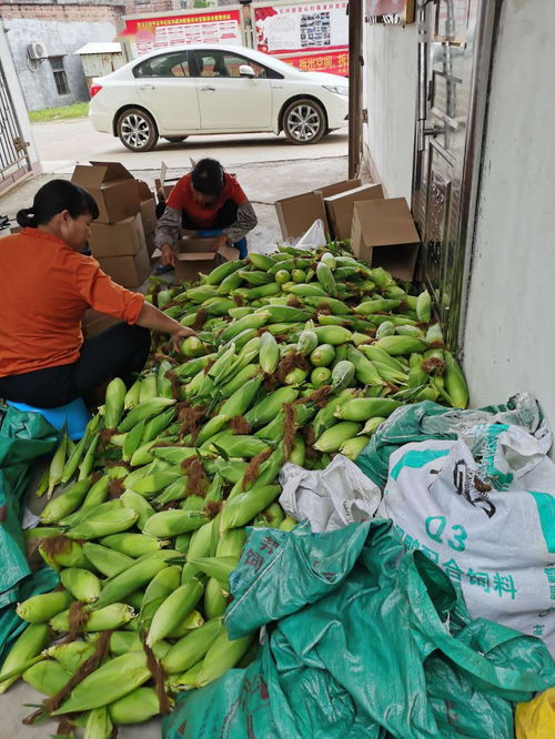 農產品開啟云銷售模式，助力戰疫扶貧攻堅